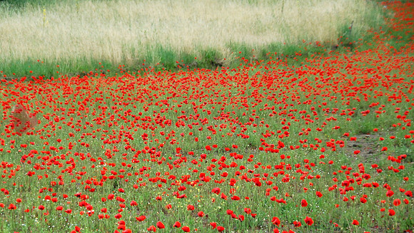 River of Poppies