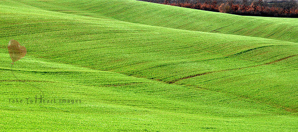Siena Winter Wheat