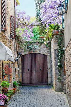 Blooming Wisteria