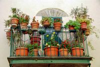 Pots and Blooms