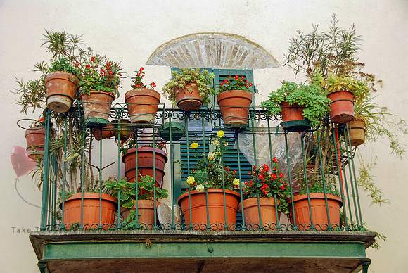 Pots and Blooms