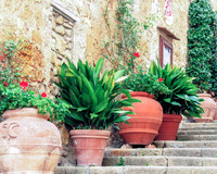 Pienza Planted Pots