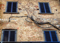 Creeping Vine