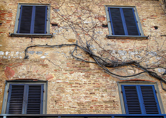 Creeping Vine