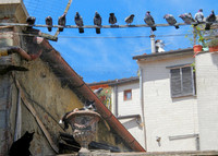 Street Cats