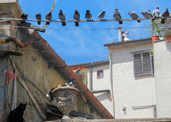 When Pigeons Ruled