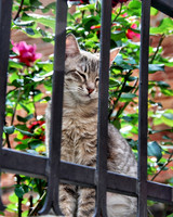 Among the Roses