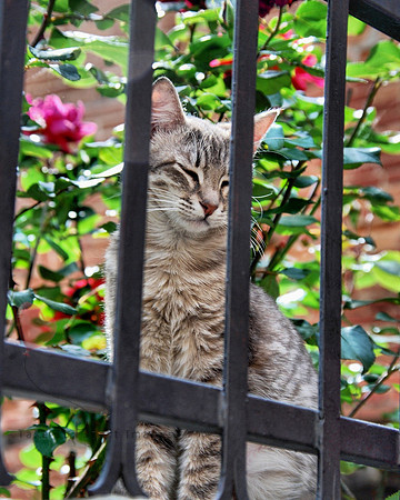 Among the Roses