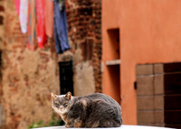 Cat on a Car Roof