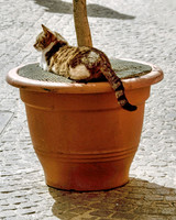 Pot Rest