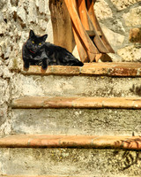 Guard Cat