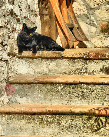 Guard Cat