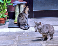 Let Us In