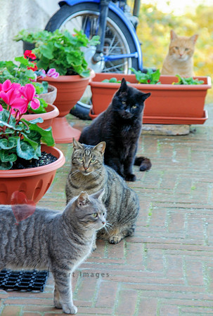 Cat Gathering