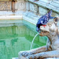 Pigeon Drinking Fountain