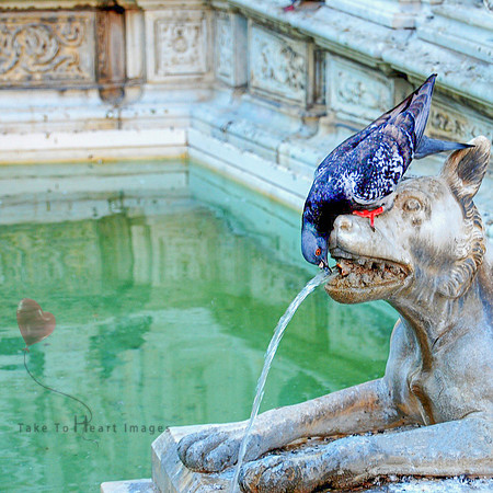 Pigeon Drinking Fountain