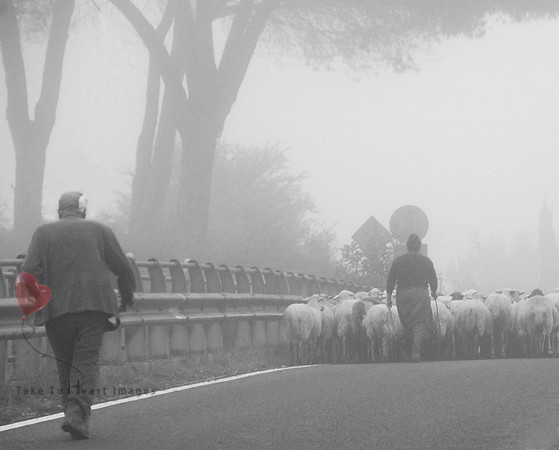 Slow Going in the Fog BW