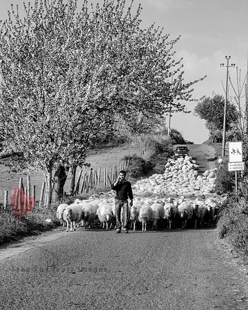Modern Shepherd BW