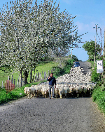 Modern Shepherd