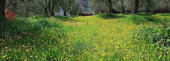 Springtime in Tuscany